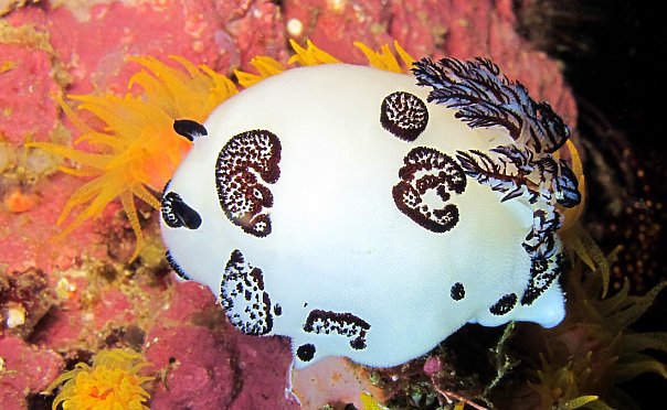 Голожаберник. Фото Ирины Фурсовой Голожаберник. Фото Ирины Фурсовой