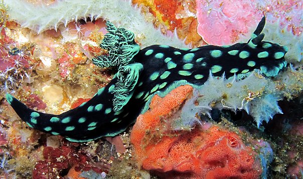 Голожаберник. Фото Ирины Фурсовой