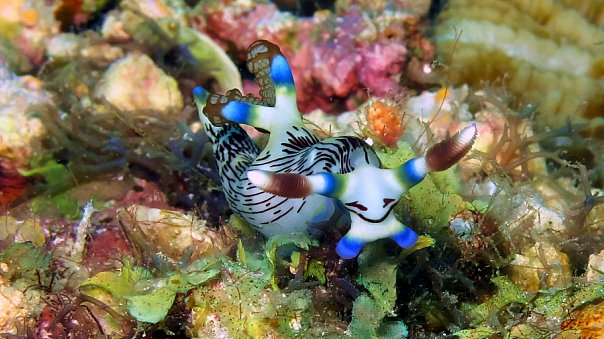 Голожаберник. Фото Ирины Фурсовой