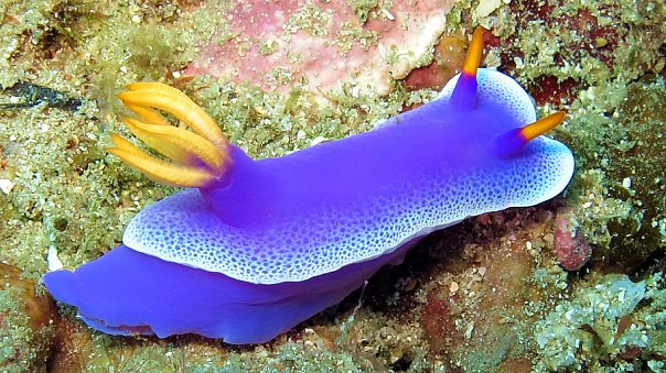 Голожаберник. Фото Ирины Фурсовой