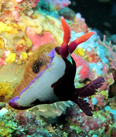 Голожаберник. Фото Ирины Фурсовой Голожаберник. Фото Ирины Фурсовой