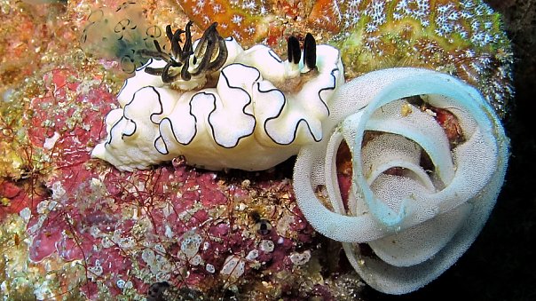 Голожаберник. Фото Ирины Фурсовой