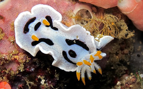 Голожаберник. Фото Ирины Фурсовой