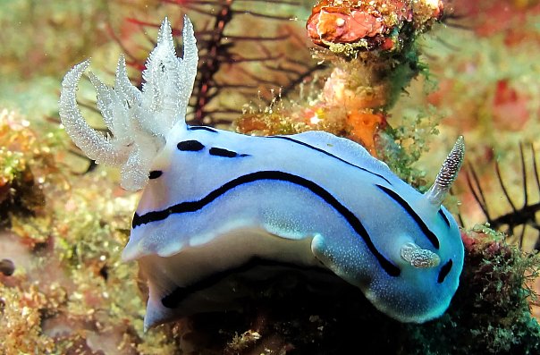 Голожаберник. Фото Ирины Фурсовой