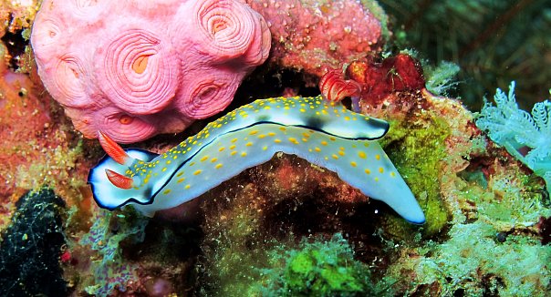 Голожаберник. Фото Ирины Фурсовой Голожаберник. Фото Ирины Фурсовой