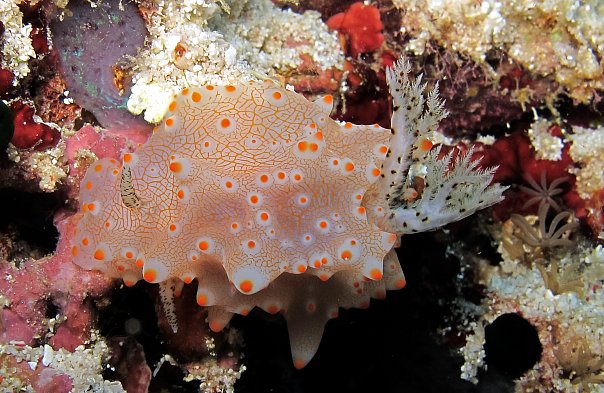 Голожаберник. Фото Ирины Фурсовой Голожаберник. Фото Ирины Фурсовой