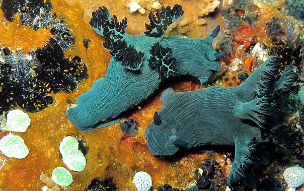 Голожаберник. Фото Ирины Фурсовой