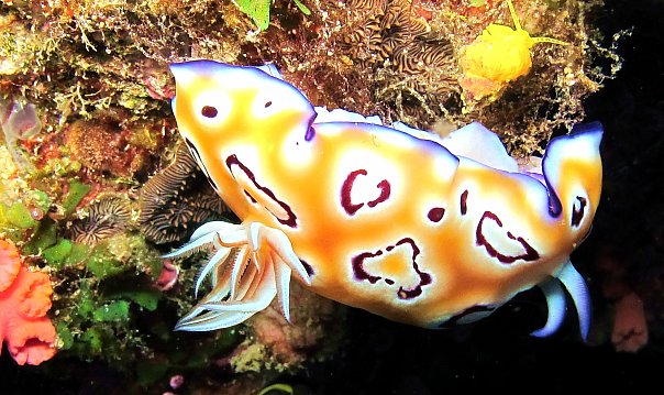 Голожаберник. Фото Ирины Фурсовой