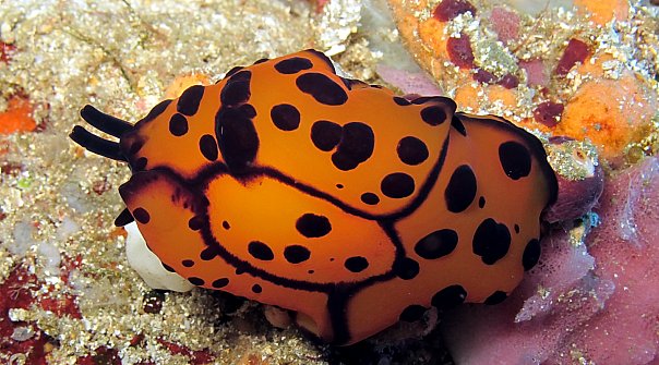 Голожаберник. Фото Ирины Фурсовой Голожаберник. Фото Ирины Фурсовой