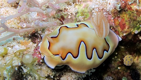 Голожаберник. Фото Ирины Фурсовой