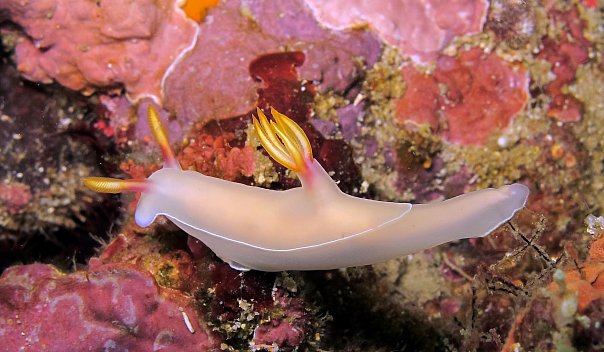 Голожаберник. Фото Ирины Фурсовой Голожаберник. Фото Ирины Фурсовой