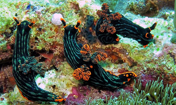 Голожаберник. Фото Ирины Фурсовой Голожаберник. Фото Ирины Фурсовой