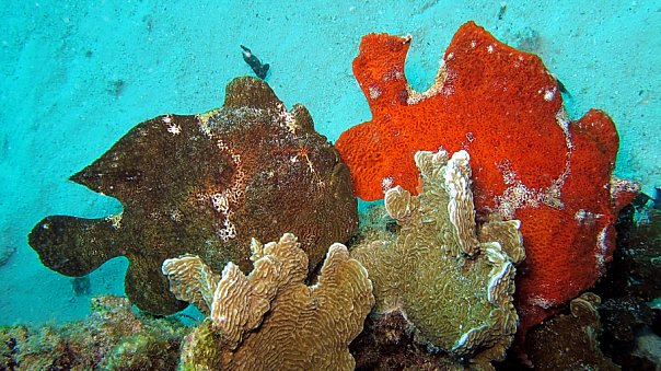 Рыба-жаба. Фото Ирины Фурсовой Рыба-жаба. Фото Ирины Фурсовой