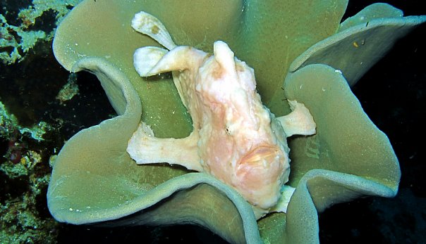 Рыба-жаба. Фото Ирины Фурсовой