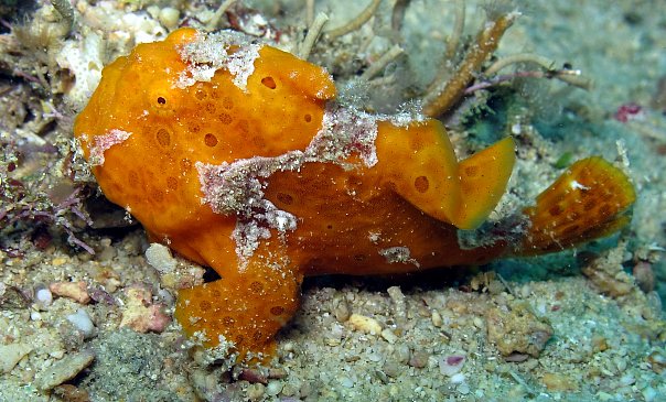 Рыба-жаба. Фото Ирины Фурсовой