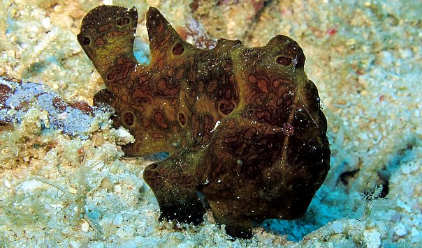 Рыба-жаба. Фото Ирины Фурсовой Рыба-жаба. Фото Ирины Фурсовой