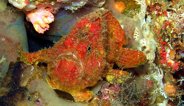 Рыба-жаба. Фото Ирины Фурсовой