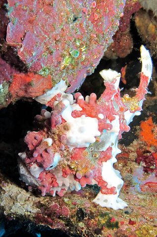 Рыба-жаба. Фото Ирины Фурсовой Рыба-жаба. Фото Ирины Фурсовой