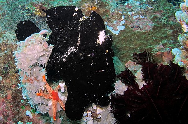 Рыба-жаба. Фото Ирины Фурсовой Рыба-жаба. Фото Ирины Фурсовой