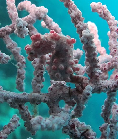 Коньки. Фото Ирины Фурсовой