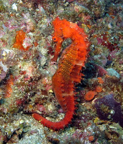 Коньки. Фото Ирины Фурсовой