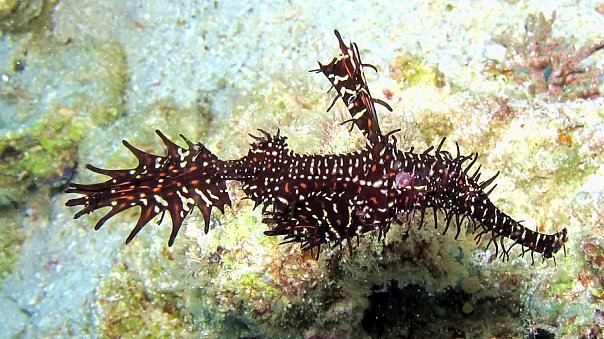 Коньки. Фото Ирины Фурсовой