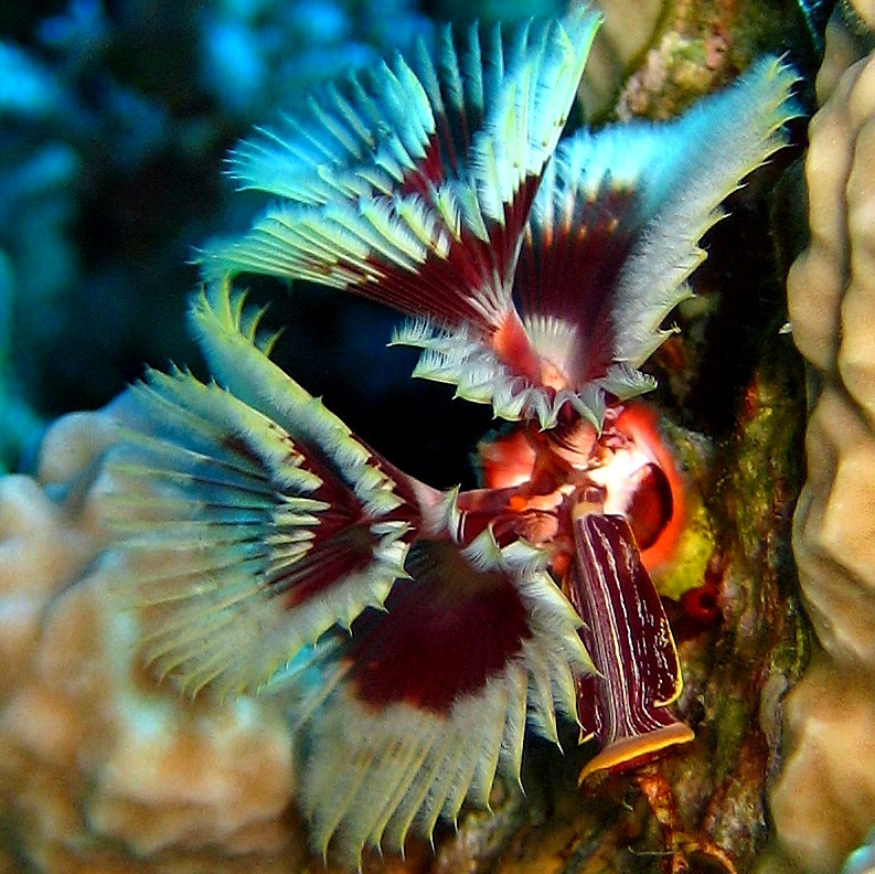 Морской трубчатый червь. Морской трубчатый червь.