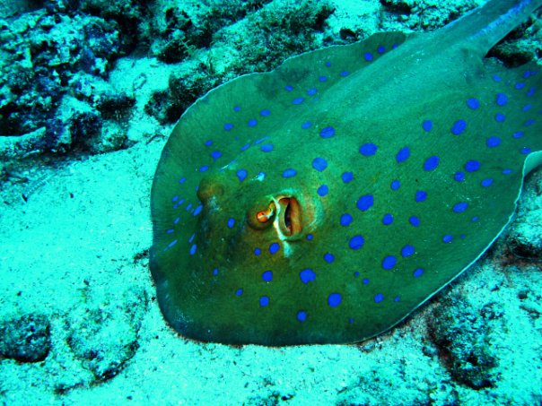 Сафари St.Jons