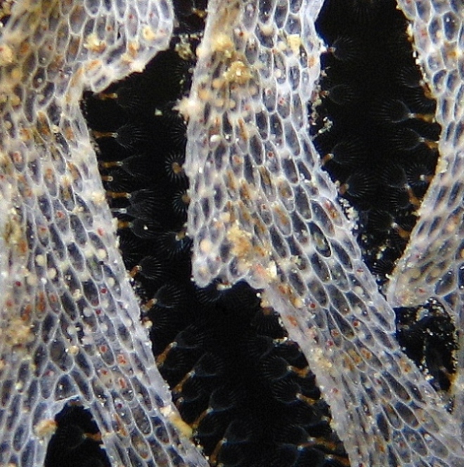 Колония мшанок. Колония мшанок.