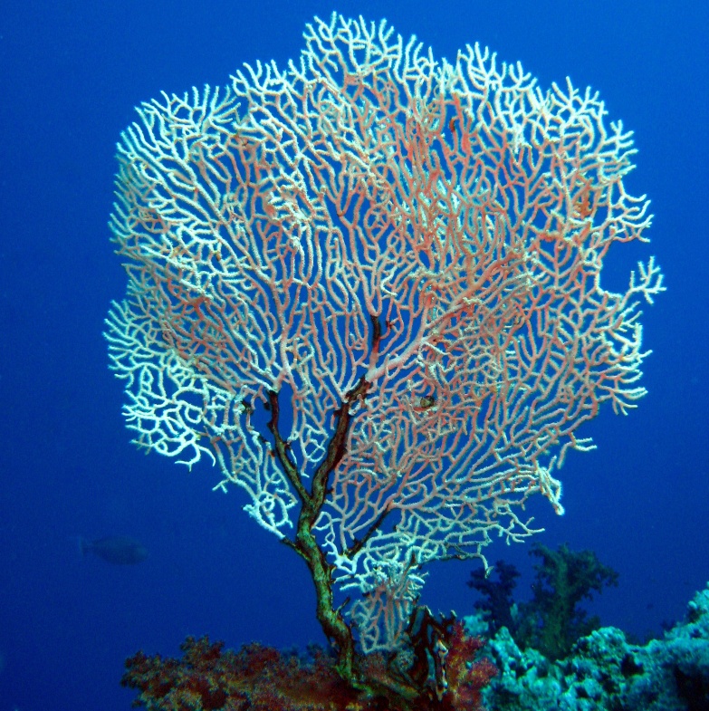 Горгонария.