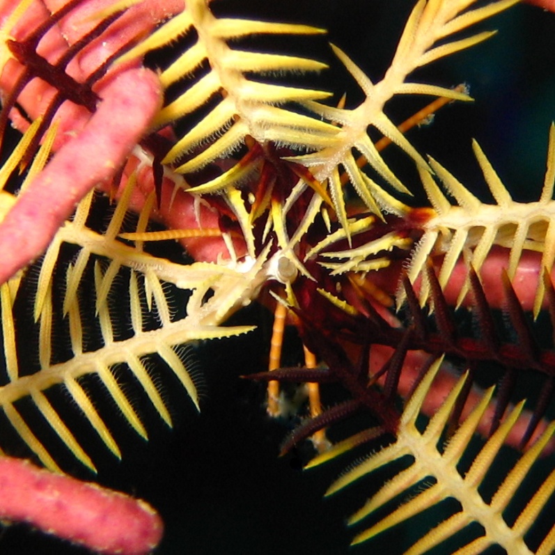 Морская лилия. Морская лилия.