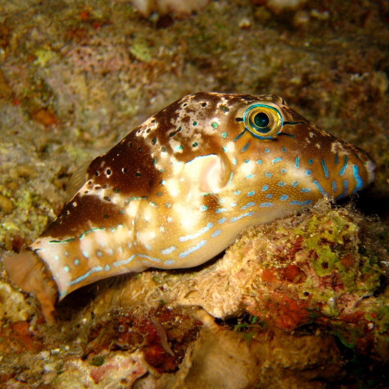 Коронованный иглобрюх (Canthigaster coronata). Коронованный иглобрюх (Canthigaster coronata).
