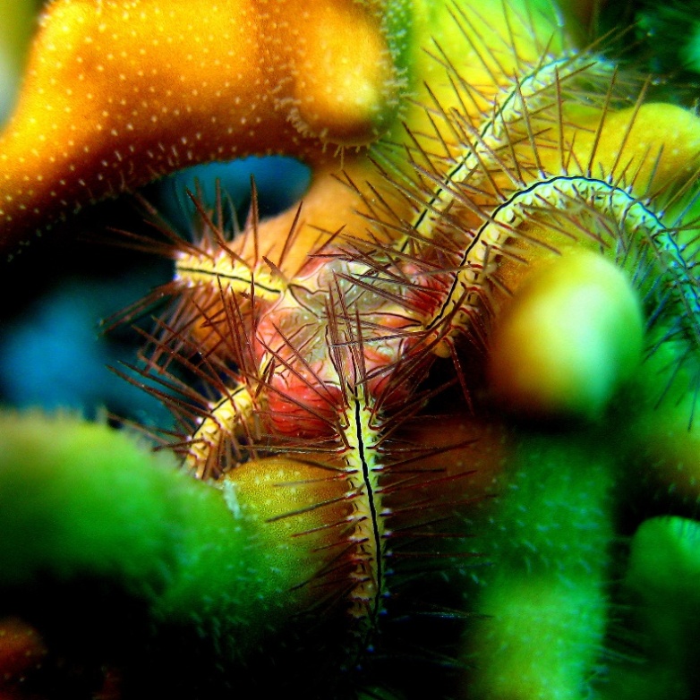 Офиура Офиотрикс Савиньи (Ophiothrix savignyi).
