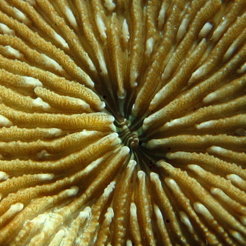 Острокраевая фунгия (Fungia scruposa).