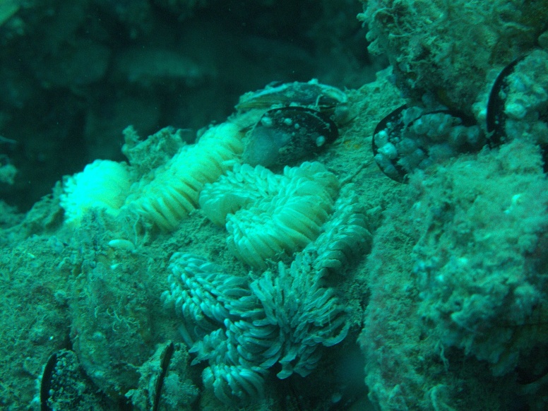 Морской охотник