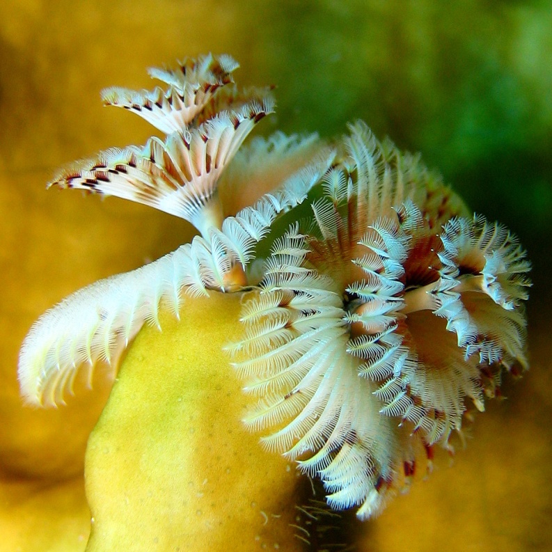 Морской трубчатый червь.