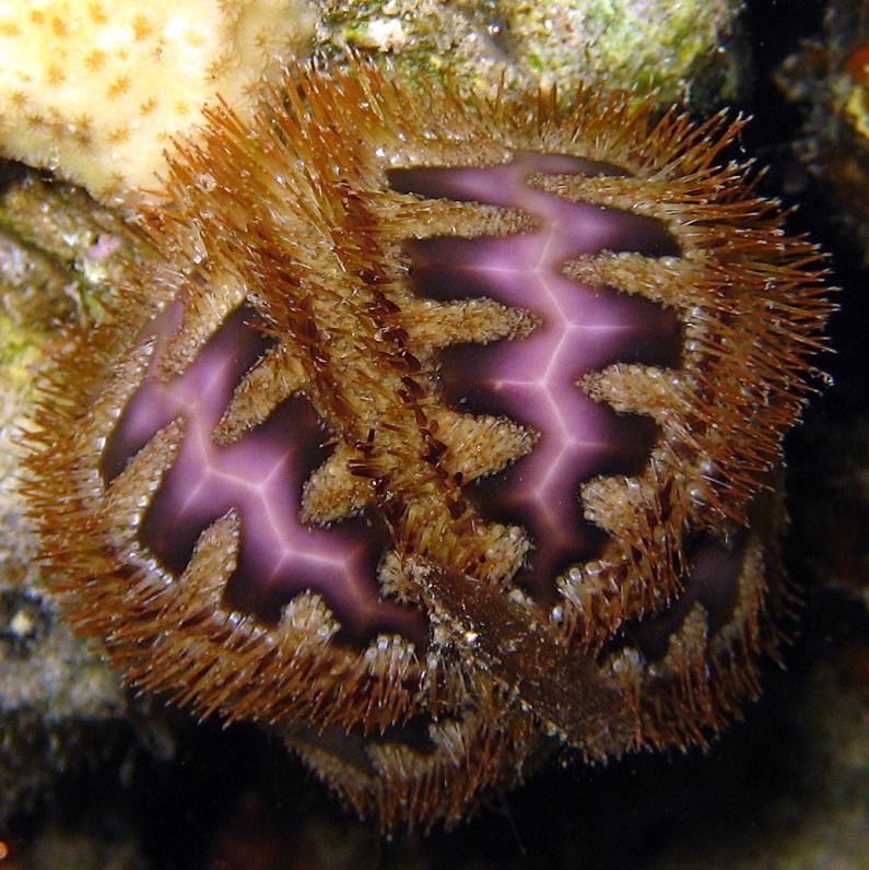 Морской ёж.