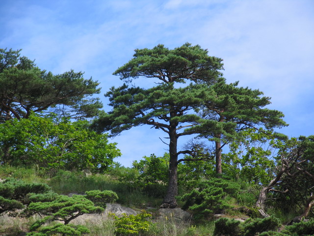 Дальний восток