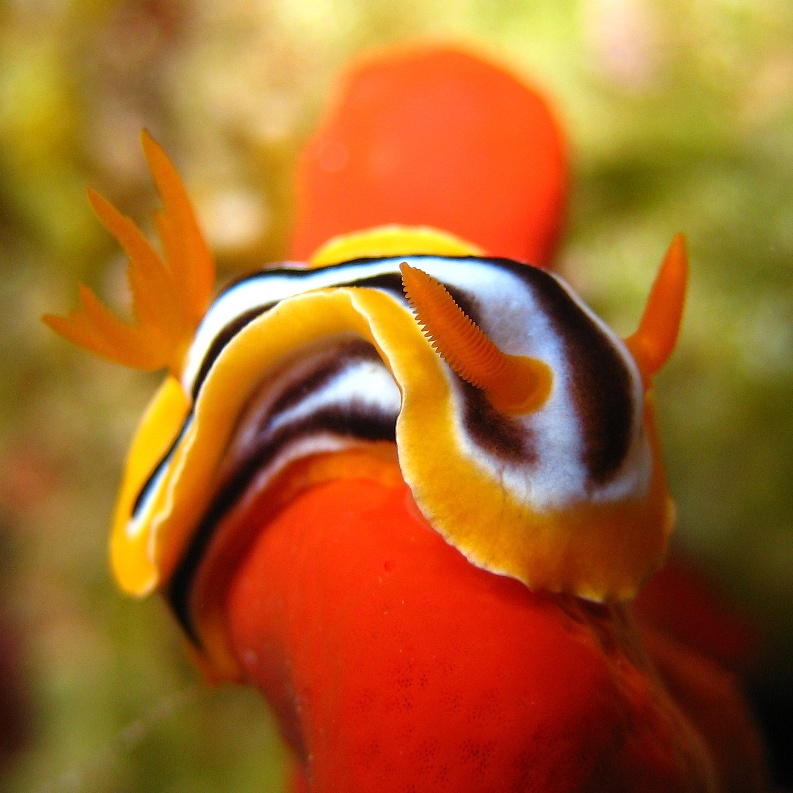 Голожаберник.