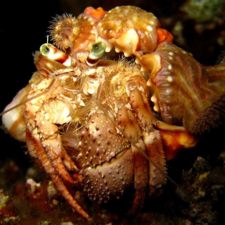 Рак-отшельник.