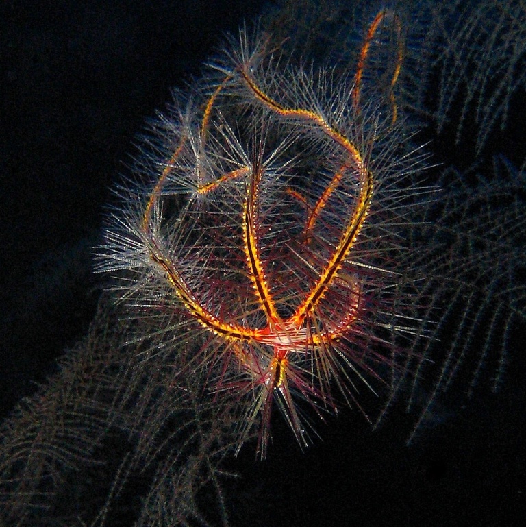 Caves, Офиура.