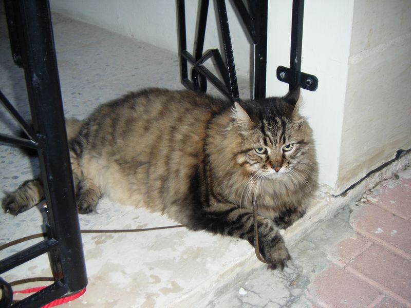 Мальта 2010 Мальта 2010