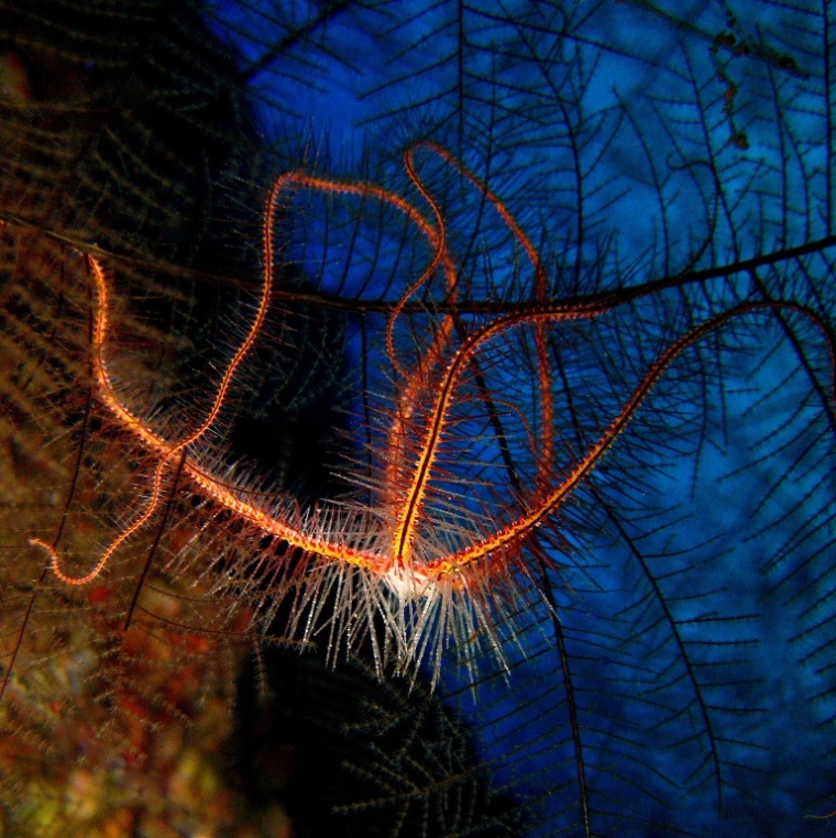 Caves, Офиура.