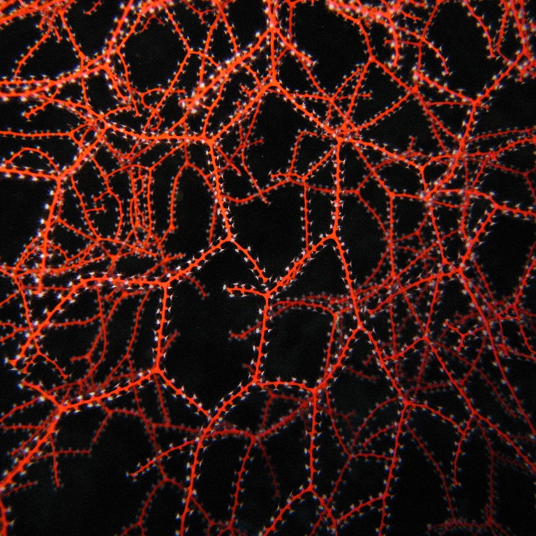 Горгонариевый мягкий коралл.