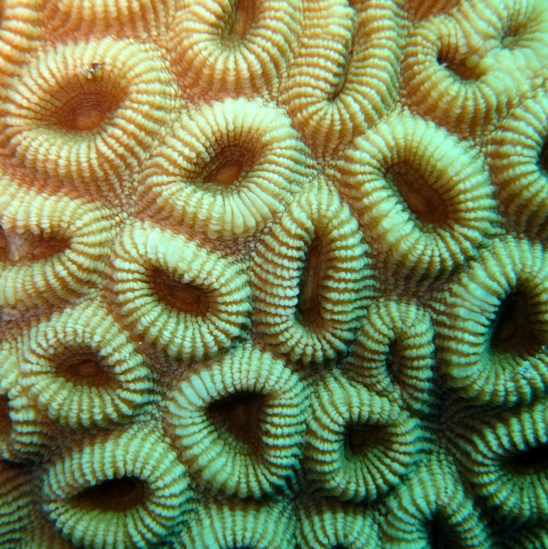 Твёрдый коралл.