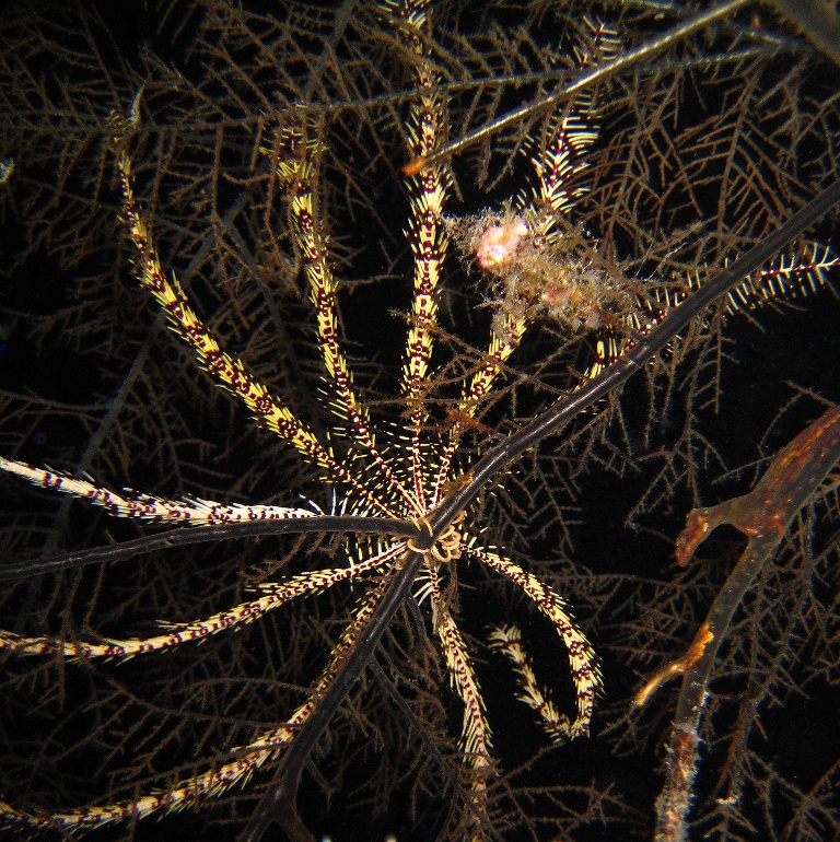 Десятилучевая морская лилия.