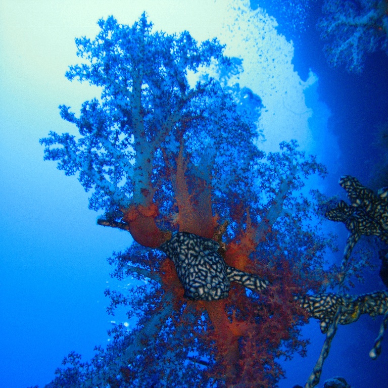 Альционария, древовидный мягкий коралл.