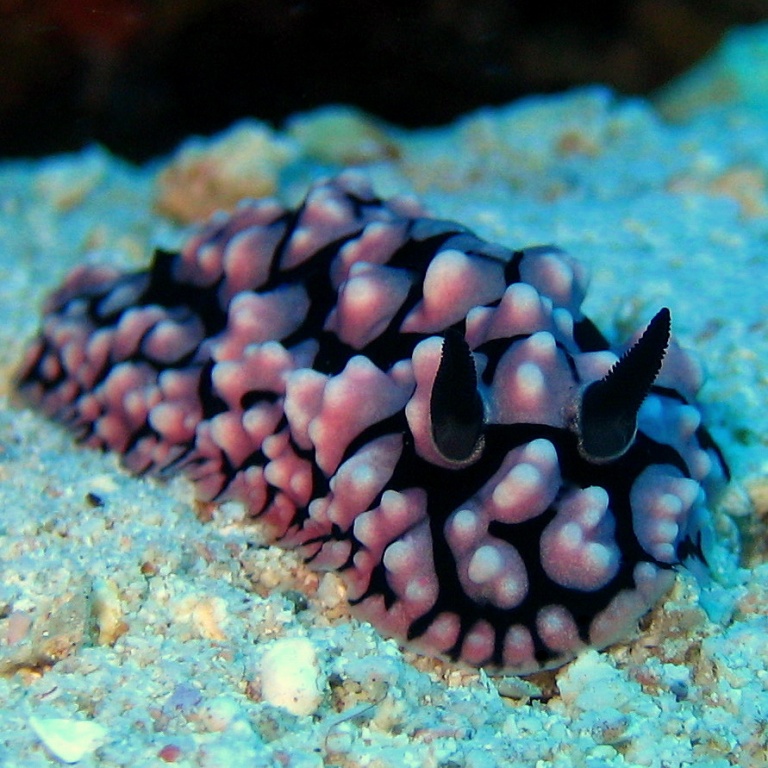 Голожаберник.