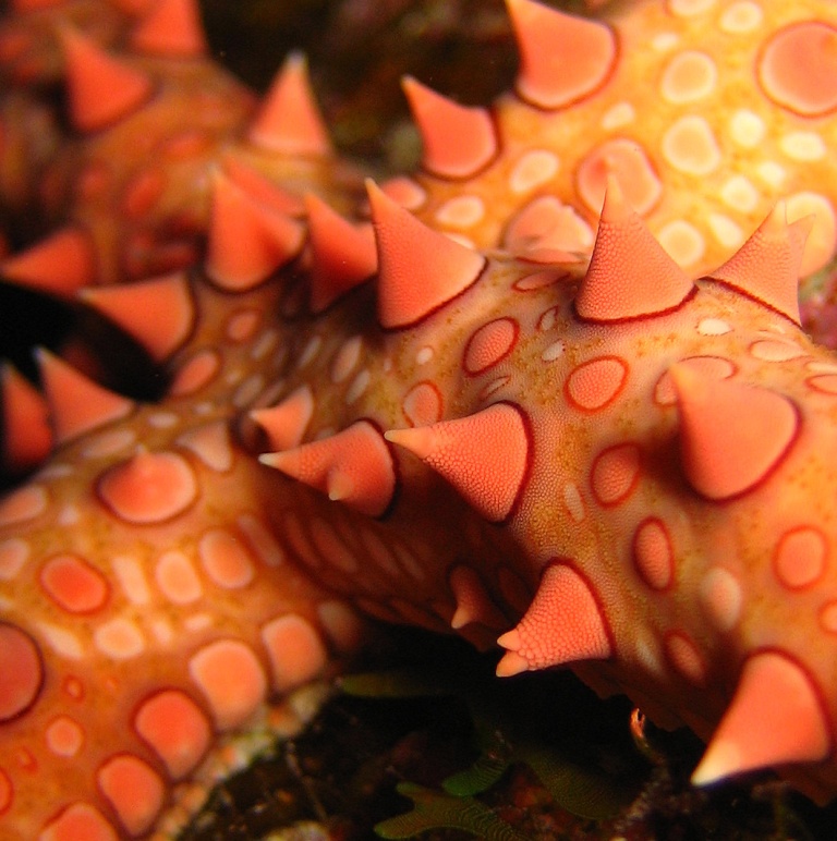 Морская звезда.