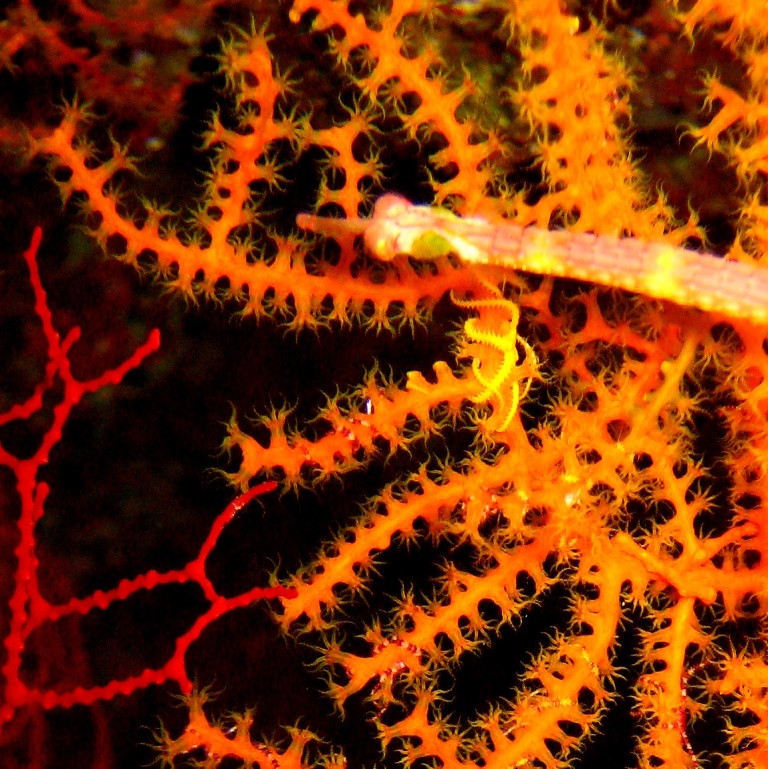 Горгонариевый мягкий коралл.